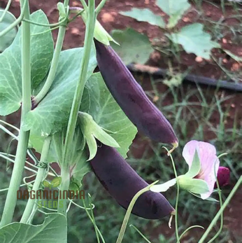 Purple Magnolia Sugar Snap Pea Seeds Heirloom Vegetable For Home Gardening Easy To Growing Planting