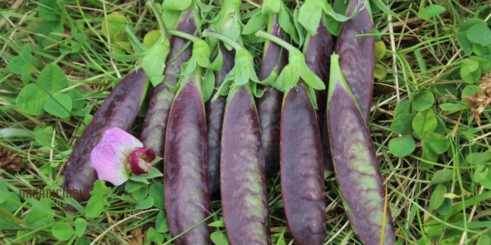 Purple Magnolia Sugar Snap Pea Seeds Heirloom Vegetable For Home Gardening Easy To Growing Planting