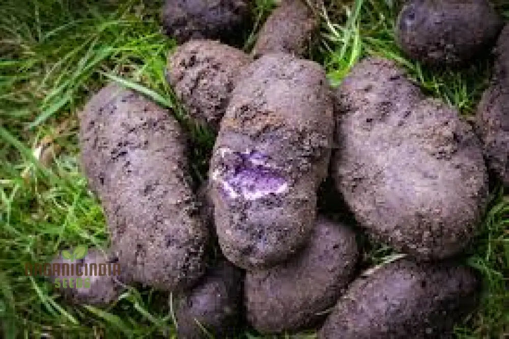 Purple Majesty Potatoes Seeds Portal Cool Potato Antioxidant Organic Seeds Root Vegetables