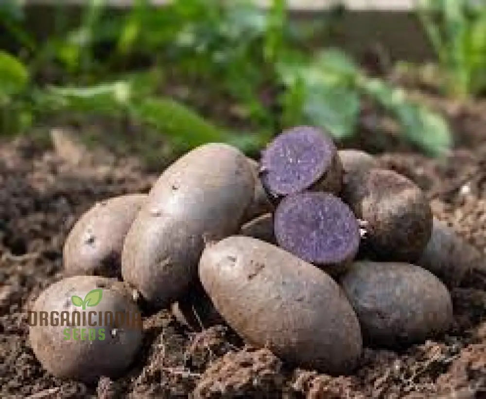 Purple Majesty Potatoes Seeds Portal Cool Potato Antioxidant Organic Seeds Root Vegetables