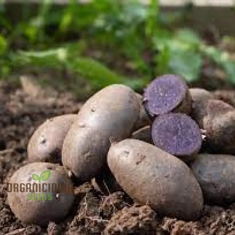 Purple Majesty Potatoes Seeds Portal Cool Potato Antioxidant Organic Seeds Root Vegetables