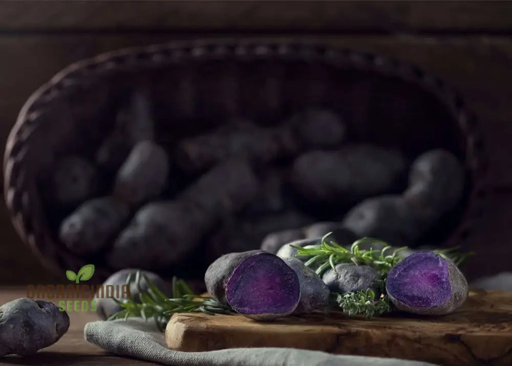 Purple Majesty Potatoes Seeds Portal Cool Potato Antioxidant Organic Seeds Root Vegetables