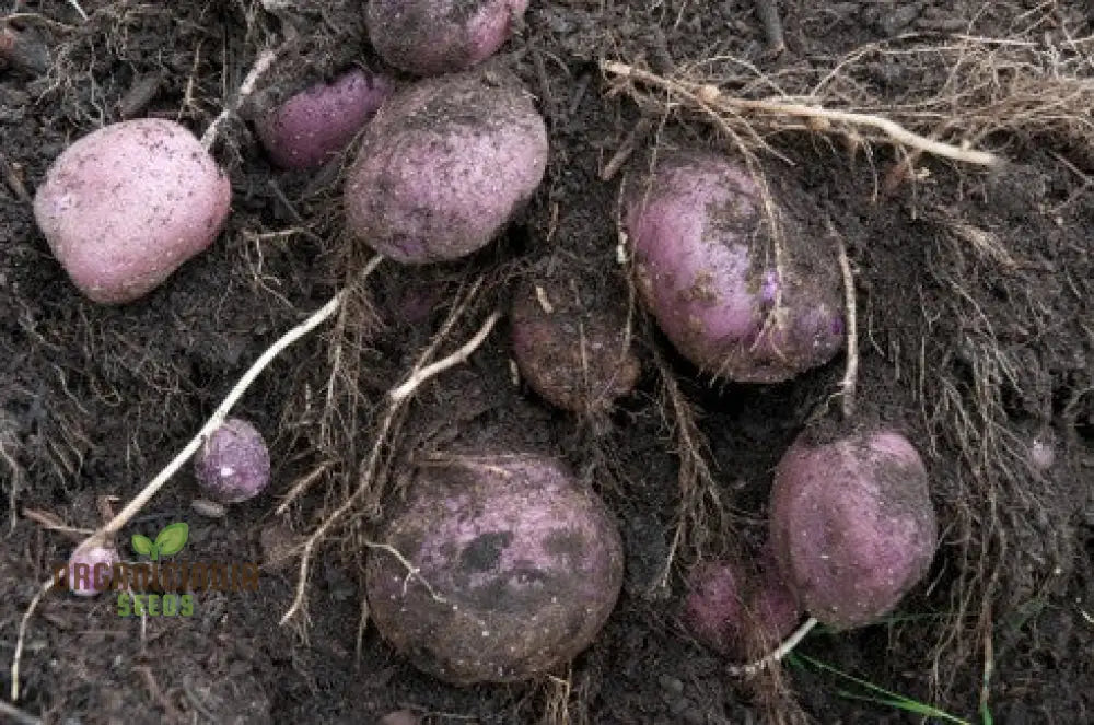 Purple Majesty Potatoes Seeds Portal Cool Potato Antioxidant Organic Seeds Root Vegetables