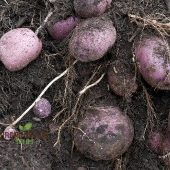 Purple Majesty Potatoes Seeds Portal Cool Potato Antioxidant Organic Seeds Root Vegetables