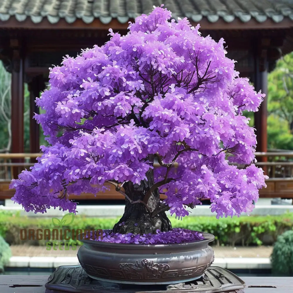 Purple Maple Bonsai Tree Seeds – Elevate Your Gardening Experience With A Stunning Addition To