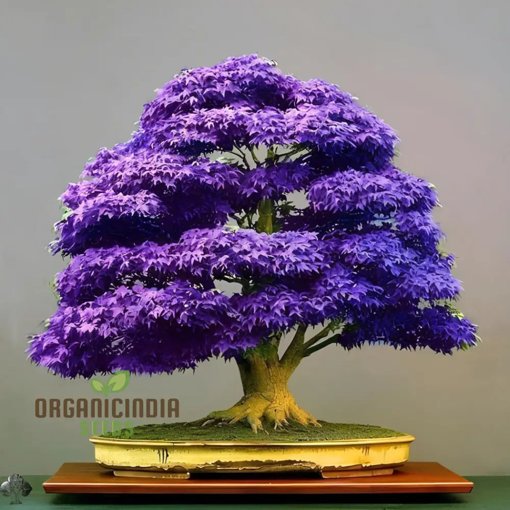 Purple Maple Bonsai Tree Seeds – Elevate Your Gardening Experience With A Stunning Addition To