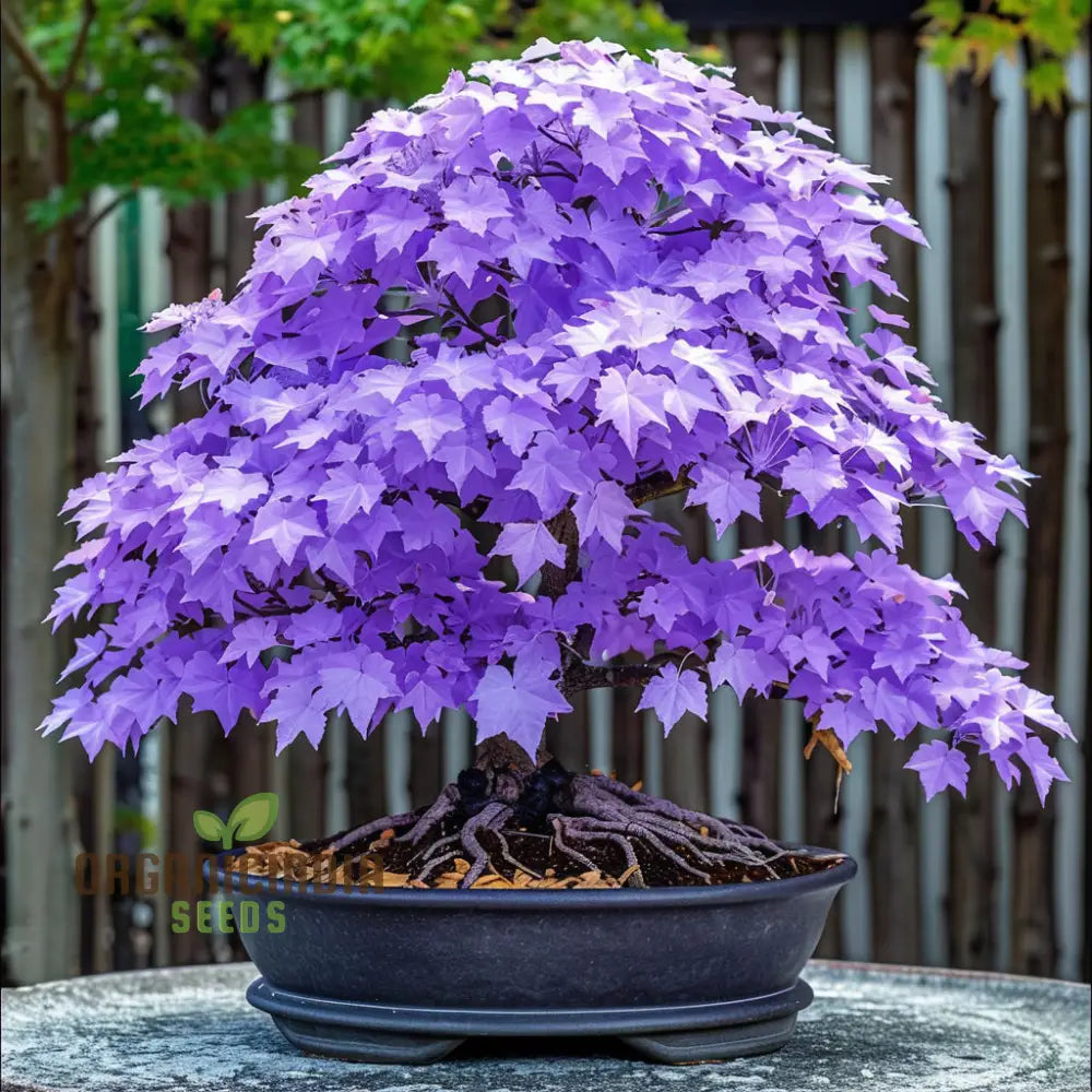 Purple Maple Bonsai Tree Seeds – Elevate Your Gardening Experience With A Stunning Addition To