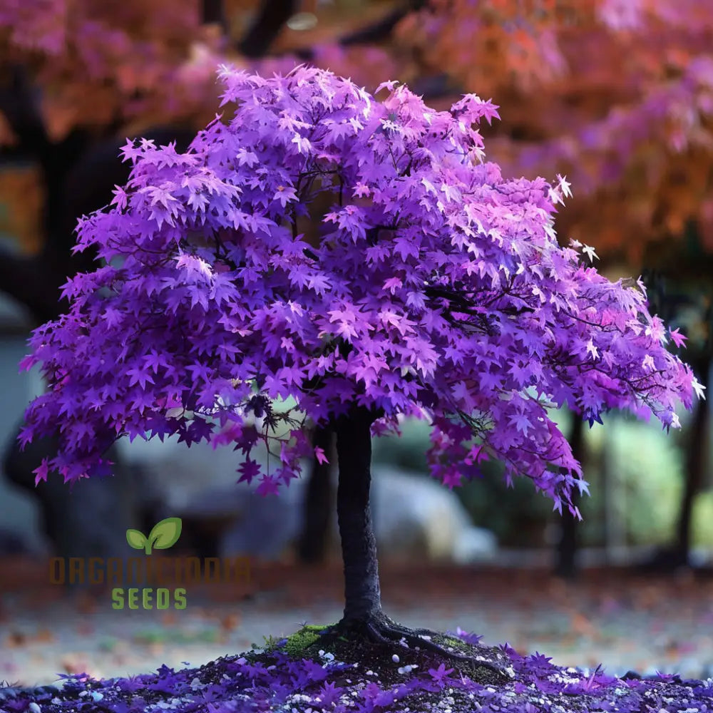 Purple Maple Bonsai Tree Seeds – Elevate Your Gardening Experience With A Stunning Addition To