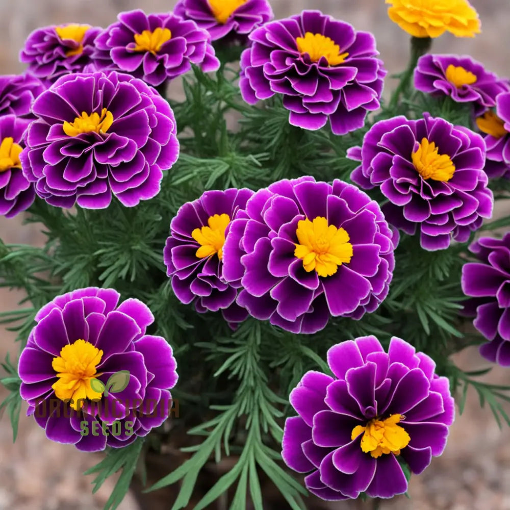 Purple Marigold Flower Seeds – Elevate Your Gardening Experience With Unique Vibrant Blooms Annuals