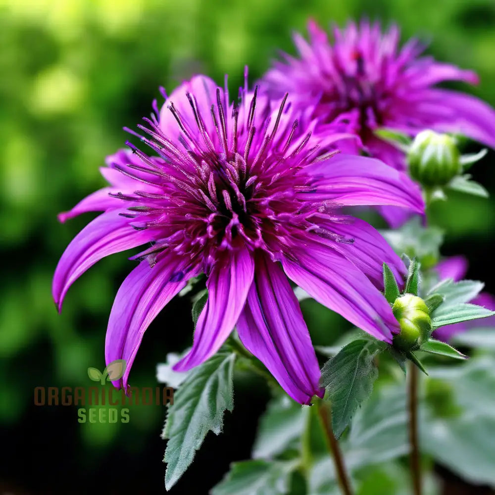 Purple Monarda Didyma Flower Seeds Vibrant And Fragrant Garden Blooms Easy-To-Grow Adding Color To