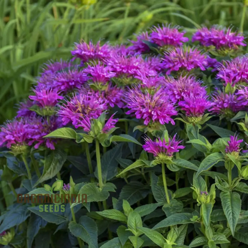 Purple Monarda Didyma Flower Seeds Vibrant And Fragrant Garden Blooms Easy-To-Grow Adding Color To