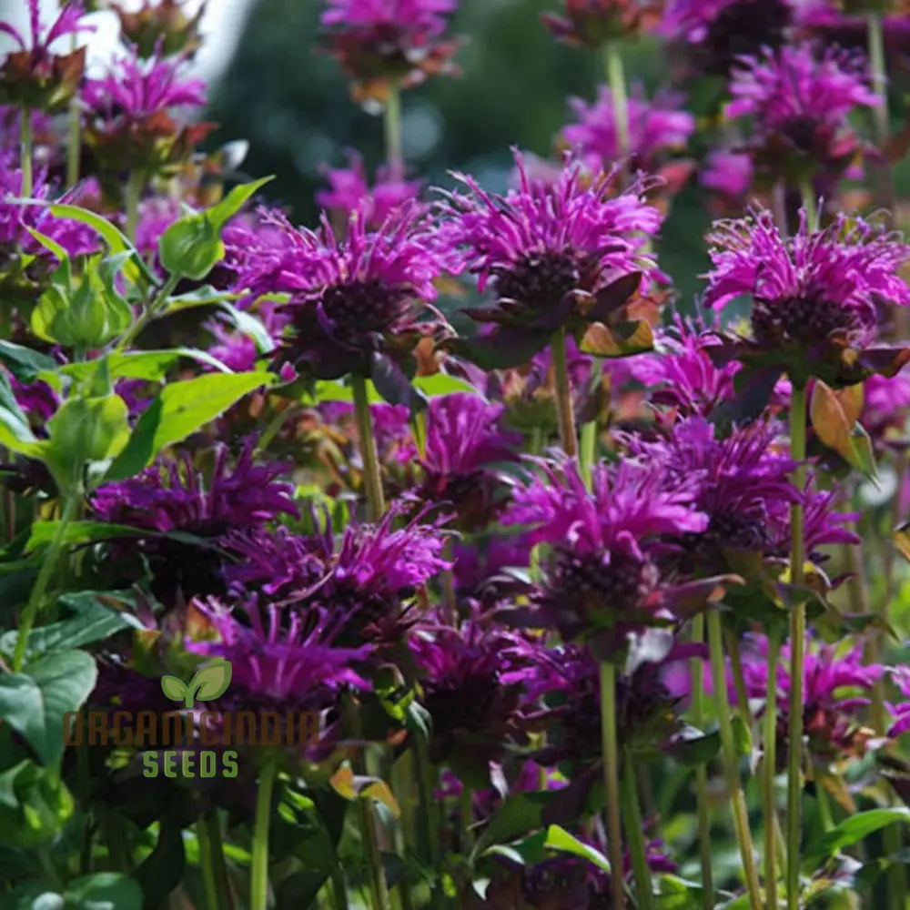 Purple Monarda Didyma Flower Seeds Vibrant And Fragrant Garden Blooms Easy-To-Grow Adding Color To