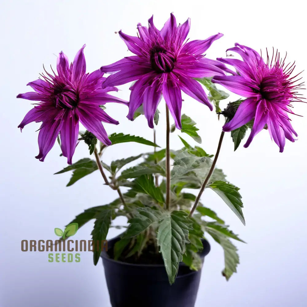 Purple Monarda Didyma Flower Seeds Vibrant And Fragrant Garden Blooms Easy-To-Grow Adding Color To