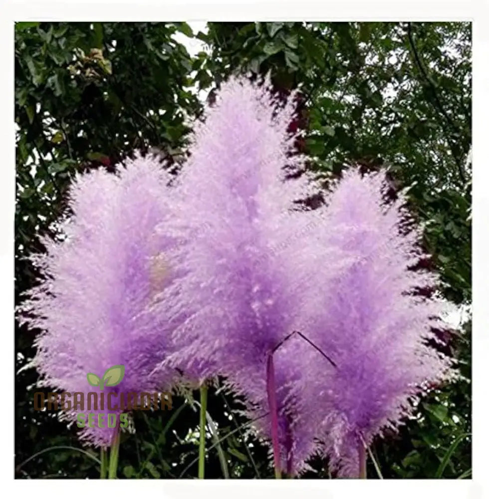 Purple Pampas Grass Seeds For Planting Ultimate Guide Growing Stunning In Your Garden