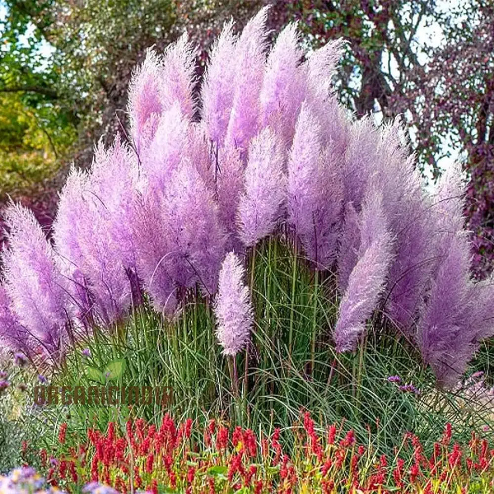 Purple Pampas Grass Seeds For Planting Ultimate Guide Growing Stunning In Your Garden