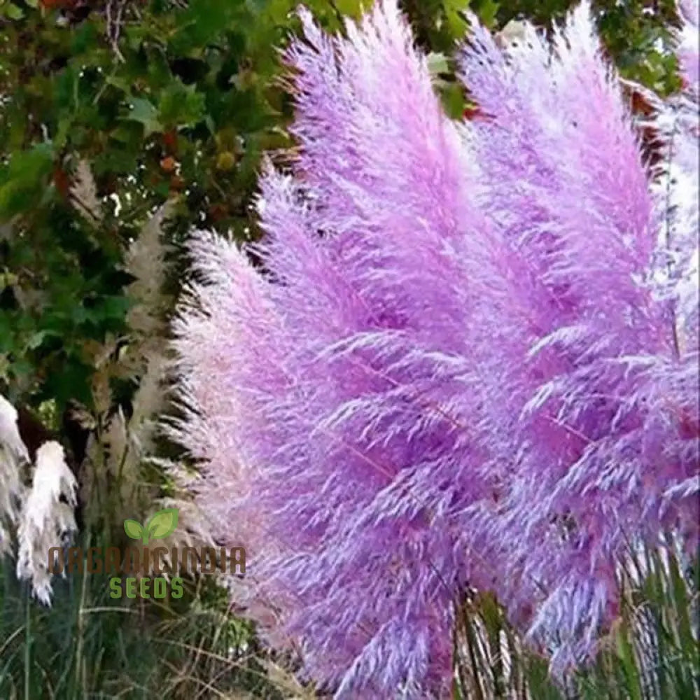 Purple Pampas Grass Seeds For Planting Ultimate Guide Growing Stunning In Your Garden