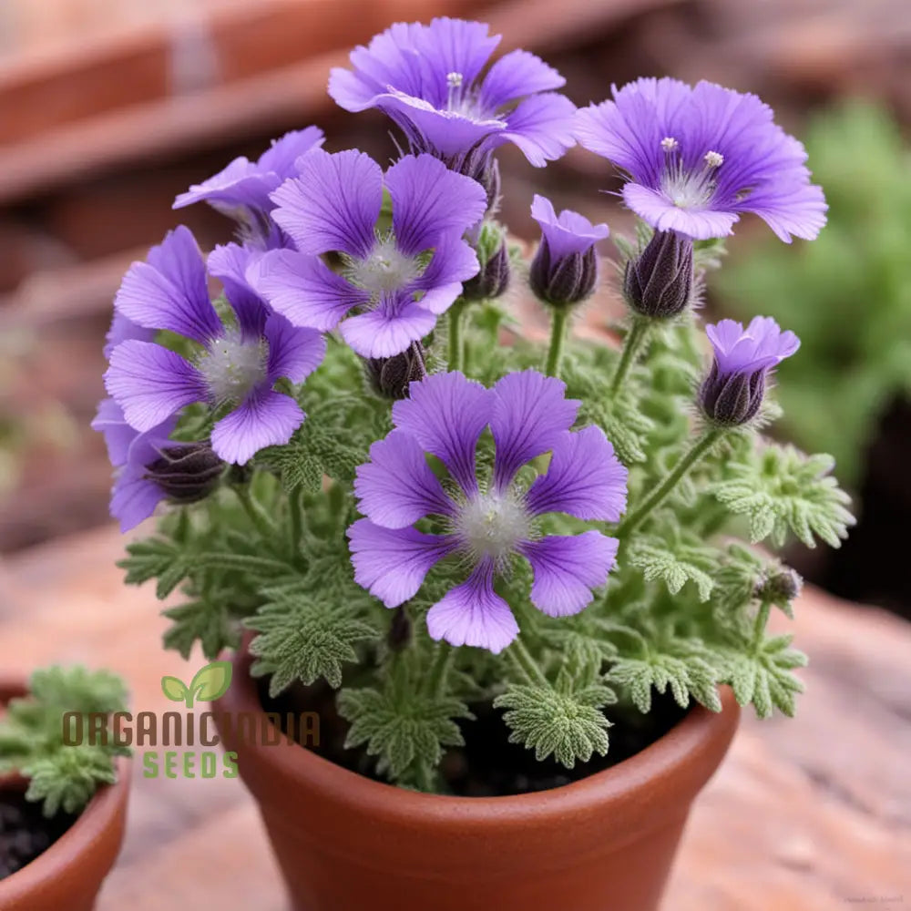 Purple Phacelia Flower Seeds â€“ Elevate Your Gardening Experience With Vibrant Pollinator-Friendly