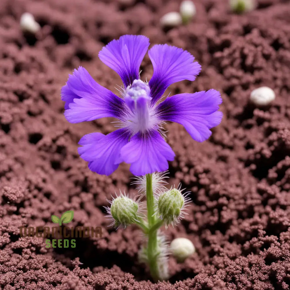 Purple Phacelia Flower Seeds â€“ Elevate Your Gardening Experience With Vibrant Pollinator-Friendly