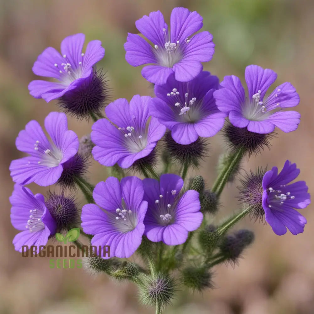 Purple Phacelia Flower Seeds – Elevate Your Gardening Experience With Vibrant Pollinator-Friendly