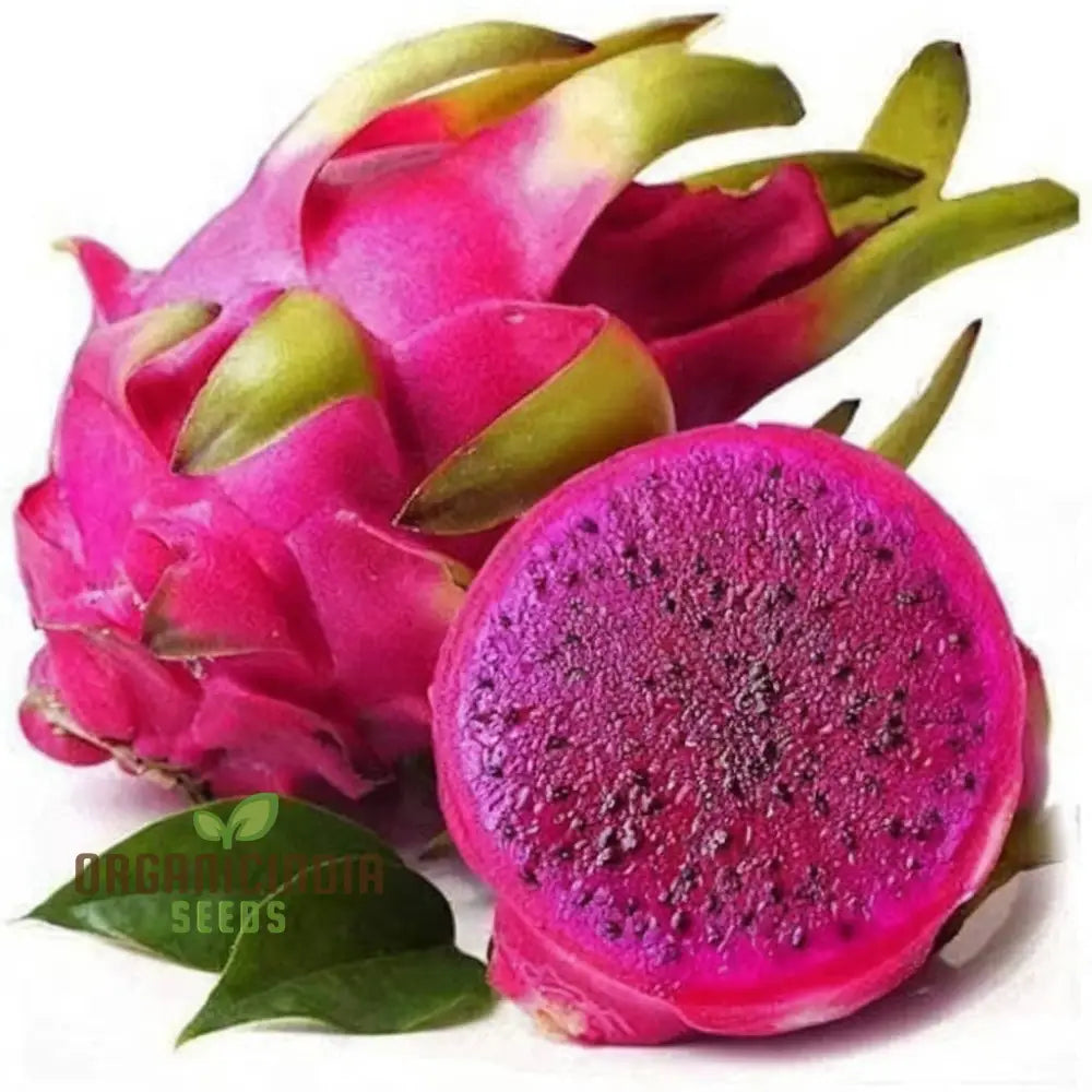 Purple Pitaya Fruit Seeds For Planting Cultivate Exotic Dragon In Your Garden