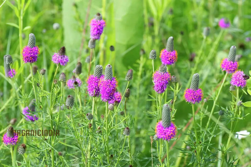 Purple Prairie Clover (Dalea Purpurea) From Seeds A Comprehensive Guide To Flower Planting And