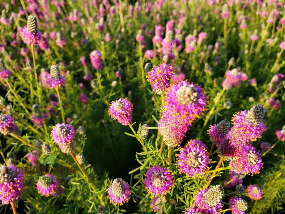 Purple Prairie Clover (Dalea Purpurea) From Seeds A Comprehensive Guide To Flower Planting And