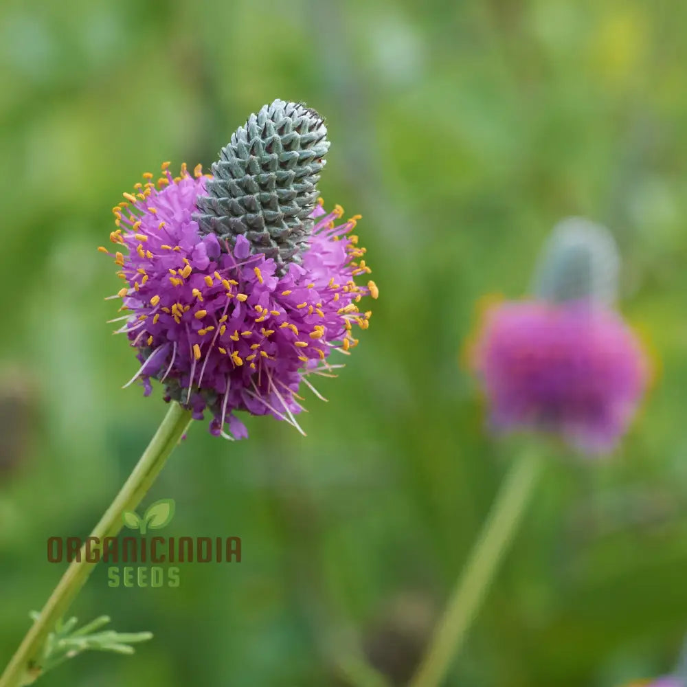 Purple Prairie Clover (Dalea Purpurea) From Seeds A Comprehensive Guide To Flower Planting And