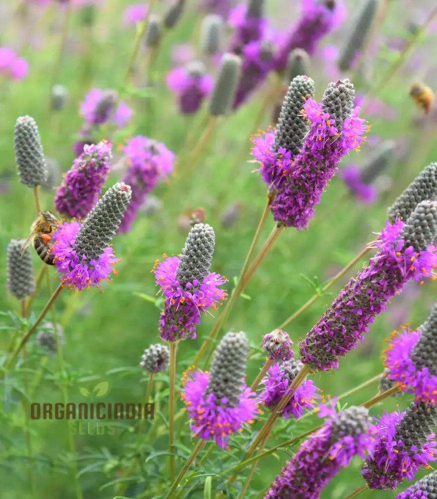 Purple Prairie Clover (Dalea Purpurea) From Seeds A Comprehensive Guide To Flower Planting And