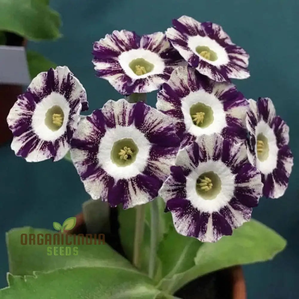 Purple Primula Imported Flower Seeds Exotic Blooms Easy To Grow Adds Vibrant Color Your Garden Seeds