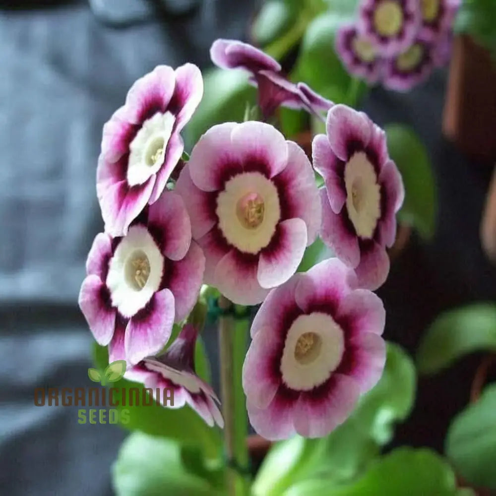 Purple Primula Imported Flower Seeds Exotic Blooms Easy To Grow Adds Vibrant Color Your Garden Seeds