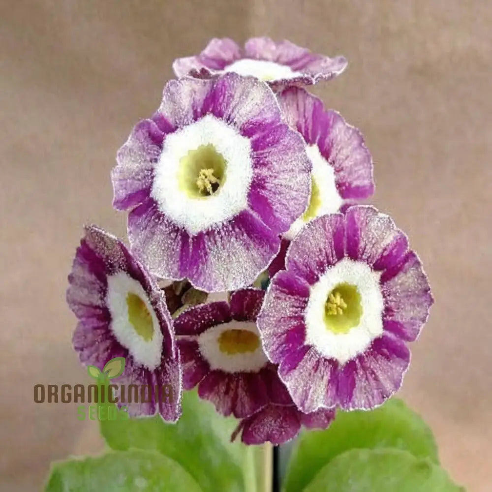 Purple Primula Imported Flower Seeds Exotic Blooms Easy To Grow Adds Vibrant Color Your Garden Seeds