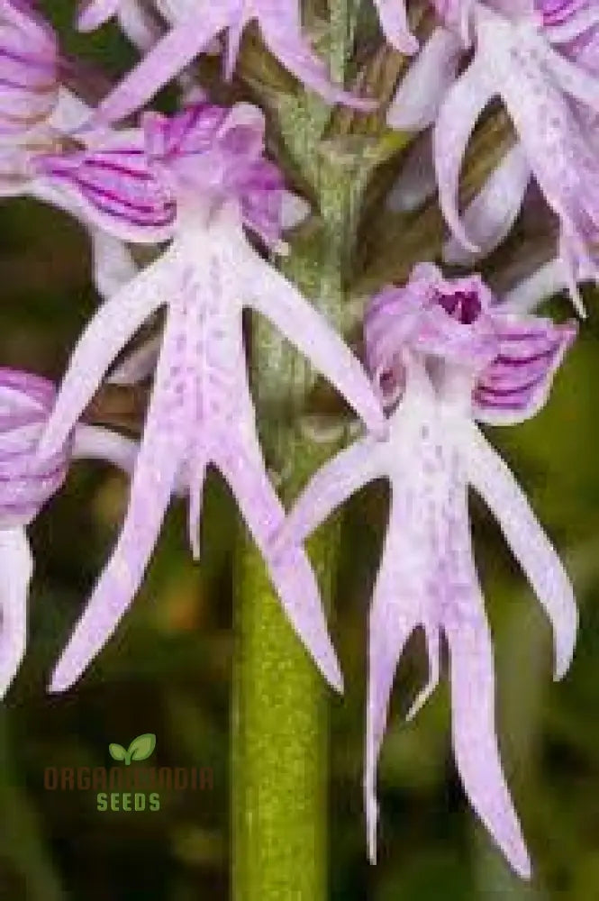 Purple Pyramid Monkey Orchid Flower Seeds For Gardening Planting - 100 Pcs