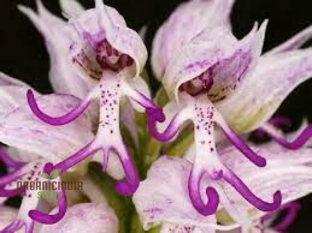 Purple Pyramid Monkey Orchid Flower Seeds For Gardening Planting - 100 Pcs