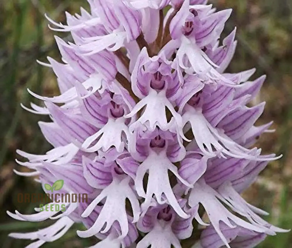 Purple Pyramid Monkey Orchid Flower Seeds For Gardening Planting - 100 Pcs