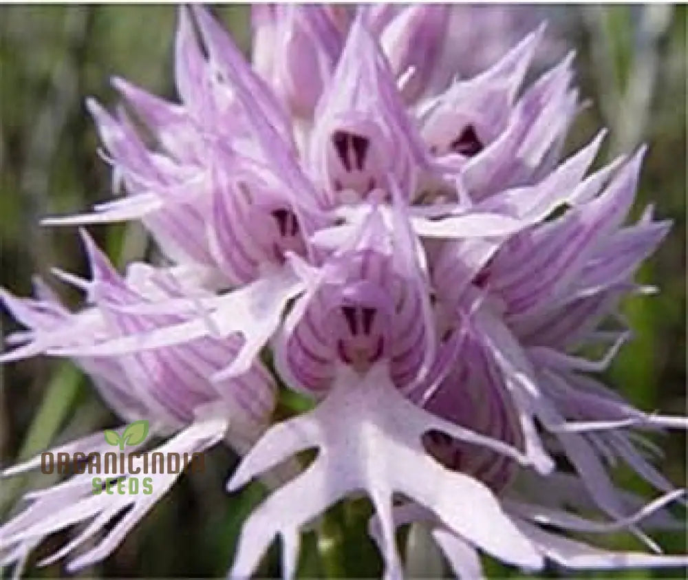 Purple Pyramid Monkey Orchid Flower Seeds For Gardening Planting - 100 Pcs