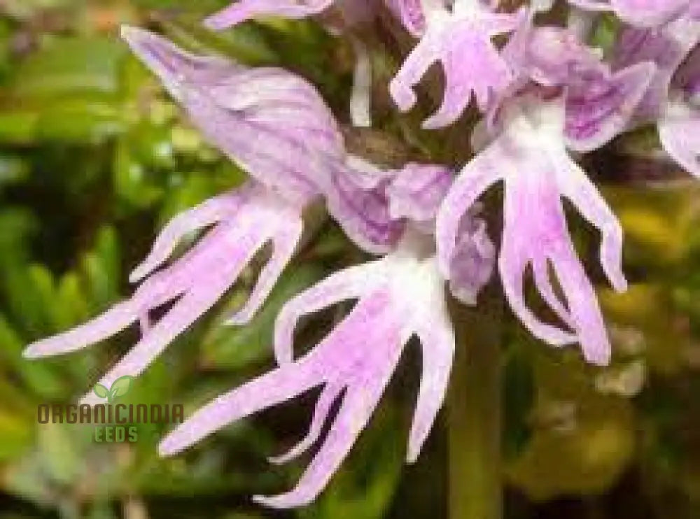 Purple Pyramid Monkey Orchid Flower Seeds For Gardening Planting - 100 Pcs