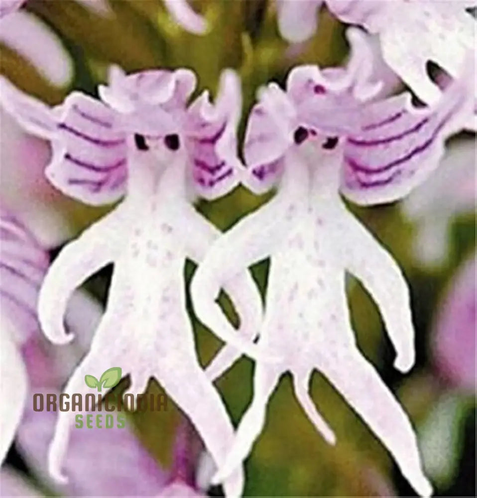 Purple Pyramid Monkey Orchid Flower Seeds For Gardening Planting - 100 Pcs