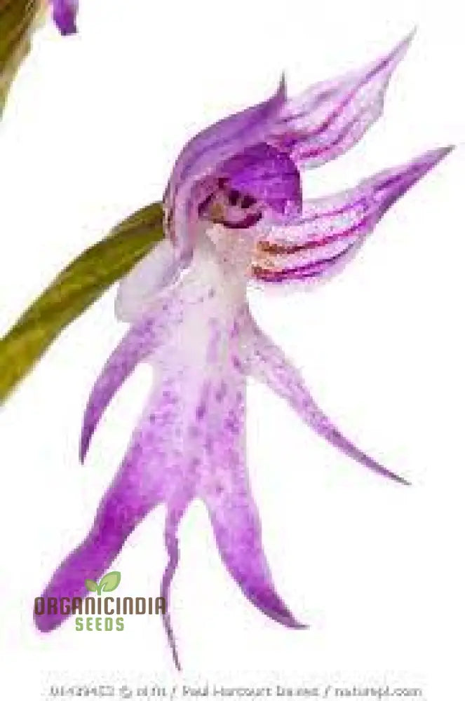 Purple Pyramid Monkey Orchid Flower Seeds For Gardening Planting - 100 Pcs