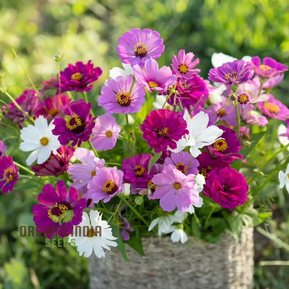 Purple Rain Mix Flower Seeds For Planting Elegant And White Blooms