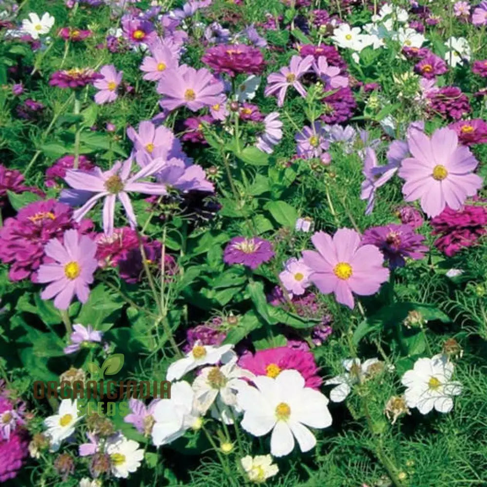 Purple Rain Mix Flower Seeds For Planting Elegant And White Blooms