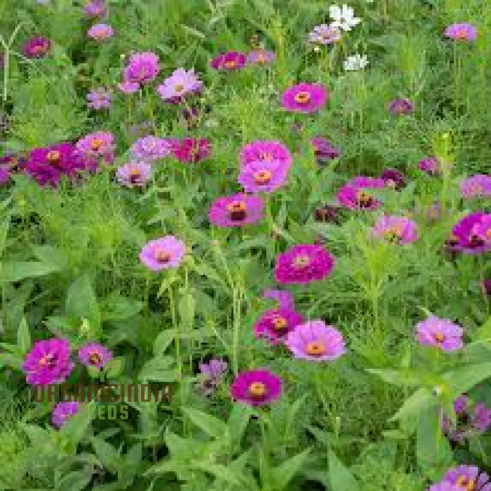 Purple Rain Mix Flower Seeds For Planting Elegant And White Blooms