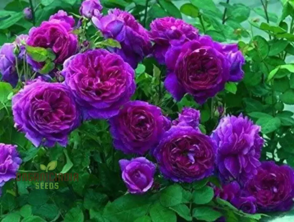 Purple Rose Flower Seeds For Planting Stunning Garden Blooms High-Quality A Beautiful Seeds