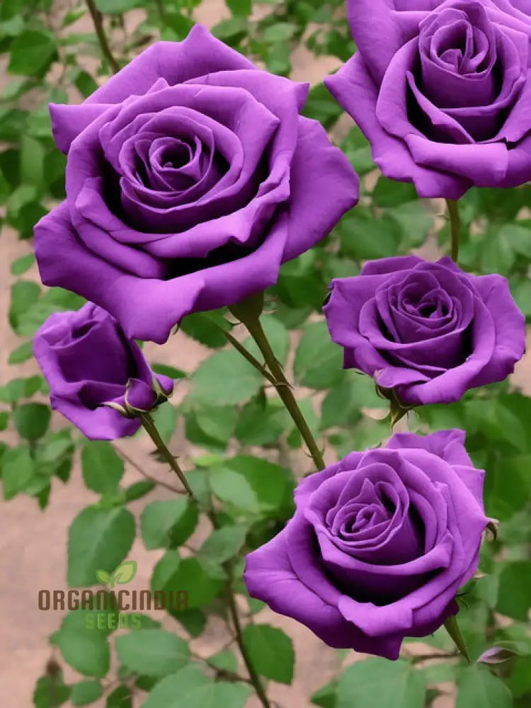 Purple Rose Flower Seeds For Planting Stunning Garden Blooms High-Quality A Beautiful Seeds