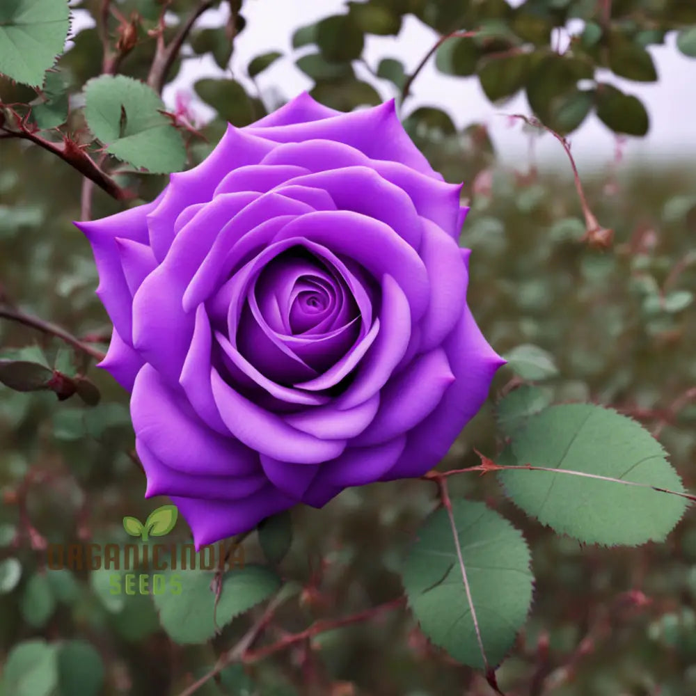 Purple Rose Seeds For Planting - Start Your Blooming Journey Today Grow Garden With Elegance: