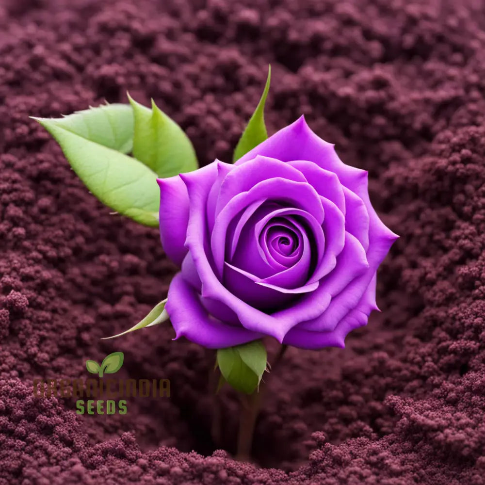 Purple Rose Seeds For Planting - Start Your Blooming Journey Today Grow Garden With Elegance: