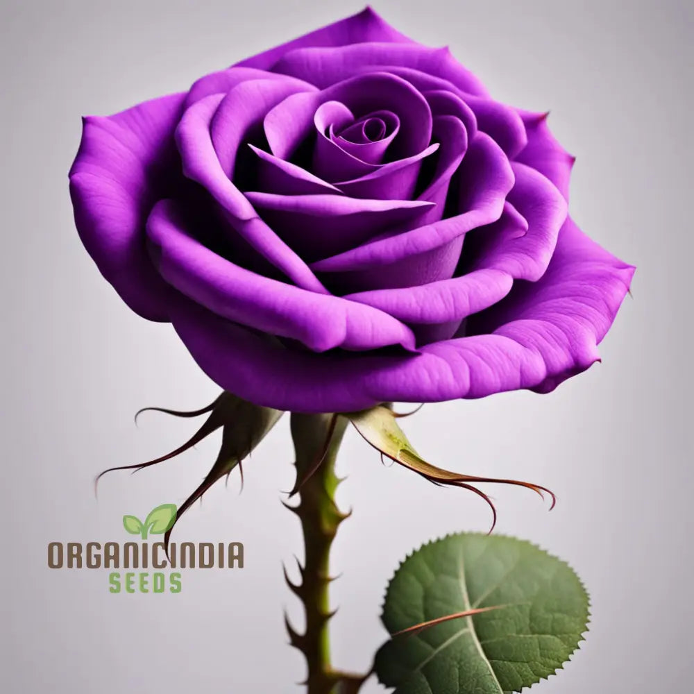 Purple Rose Seeds For Planting - Start Your Blooming Journey Today Grow Garden With Elegance: