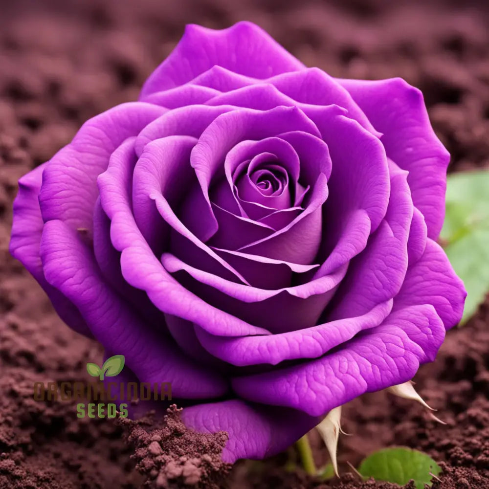 Purple Rose Seeds For Planting - Start Your Blooming Journey Today Grow Garden With Elegance: