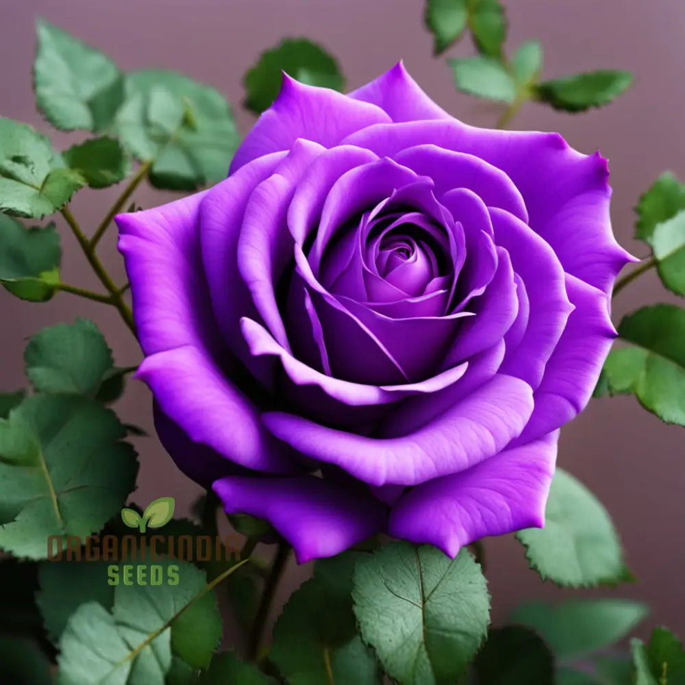 Purple Rose Seeds For Planting - Start Your Blooming Journey Today Grow Garden With Elegance: