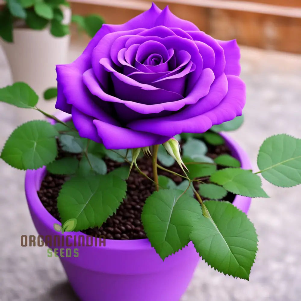 Purple Rose Seeds For Planting - Start Your Blooming Journey Today Grow Garden With Elegance: