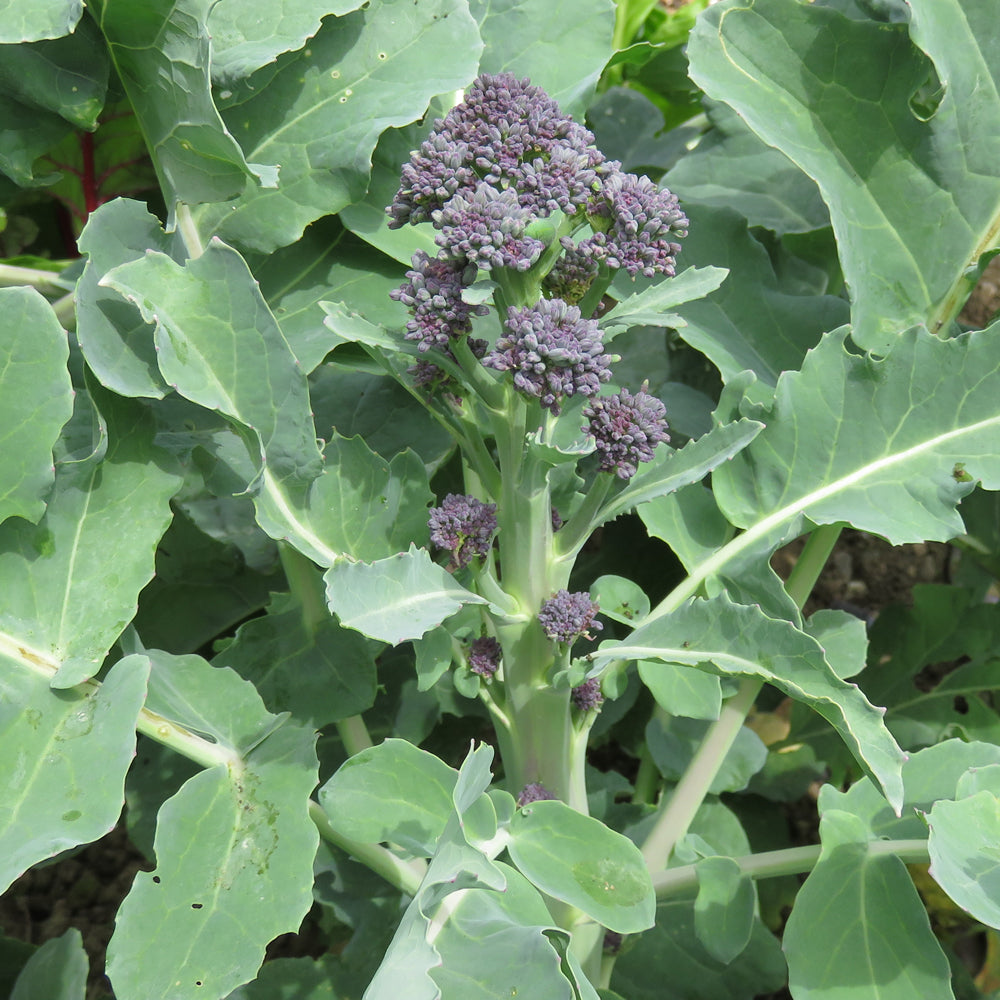 Early Purple Broccoli Seeds for Planting – 100 pcs - Vegetable Seeds